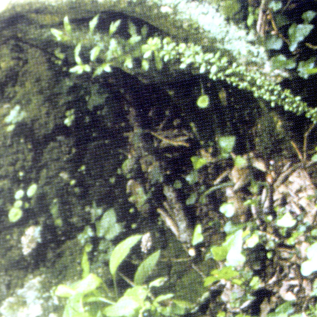 Microphones in the Trees thumbnail